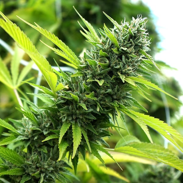 Bannana Sapphire Humboldt Seed Organization cannabisfrø 2