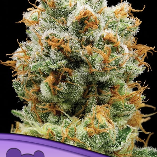 Bola Mintz Anesia Seeds cannabisfrø skunkfrø
