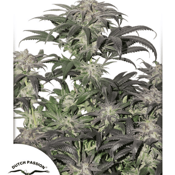 Cannabisfrø Bubba Island Kush Dutch Passion