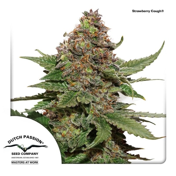 cannabisfrø-Strawberry-Cough