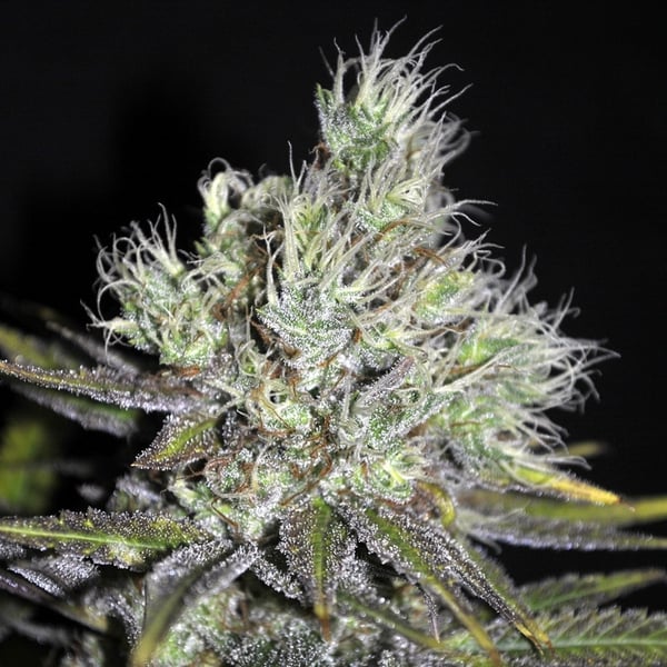 cbd-medihaze medicinske cannabisfrø