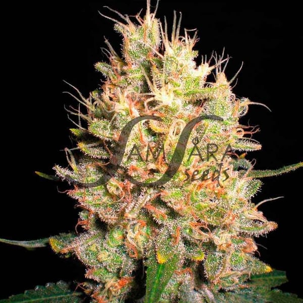 Crazy Miss Hyde Samsåra Seeds cannabis seeds