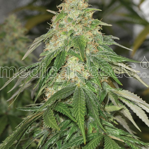 Medicinske cannabisfrø some sweet