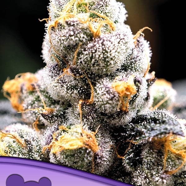 Anesia Scout Cookies Anesia Seeds cannabisfrø skunkfrø