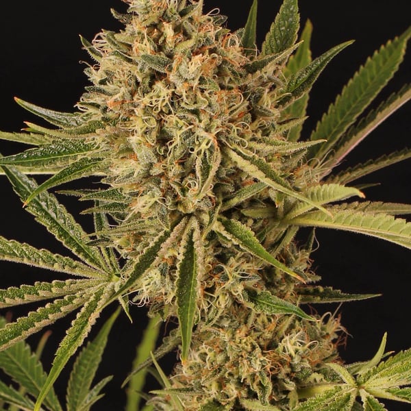 Herz OG Exotic Genetics cannabisfrø