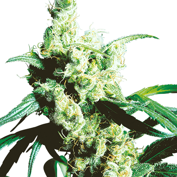 Cannabisfrø Sensi Seeds Silver Haze