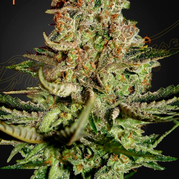 Super Bud Green House Seed Company cannabisfrø