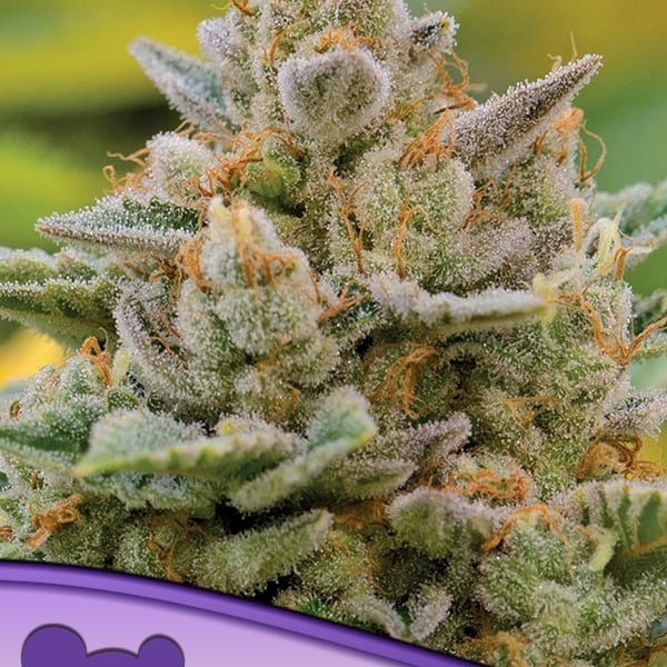 Big Bazooka Auto Anesia Seeds cannabisfrø skunkfrø