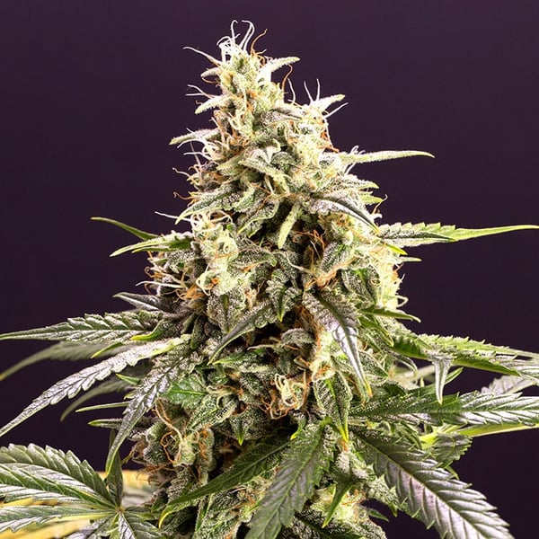 Chem Bomb Auto Humboldt Seed Organization cannabisfrø