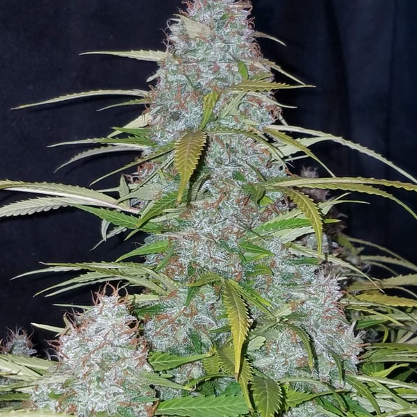 Auto Cannabisfrø Californian Snow Fast Buds