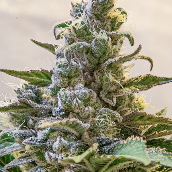 Lemon Cake Auto High Speed Buds cannabisfrø