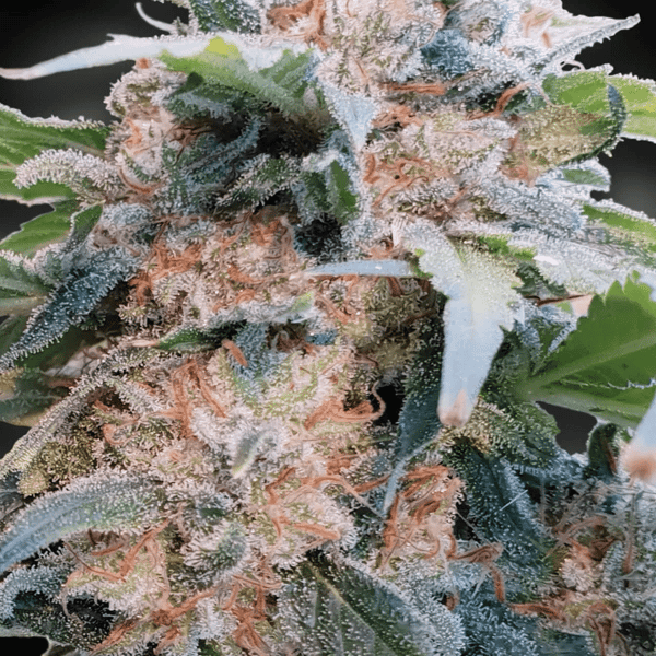 CBDream Paradise Seeds
