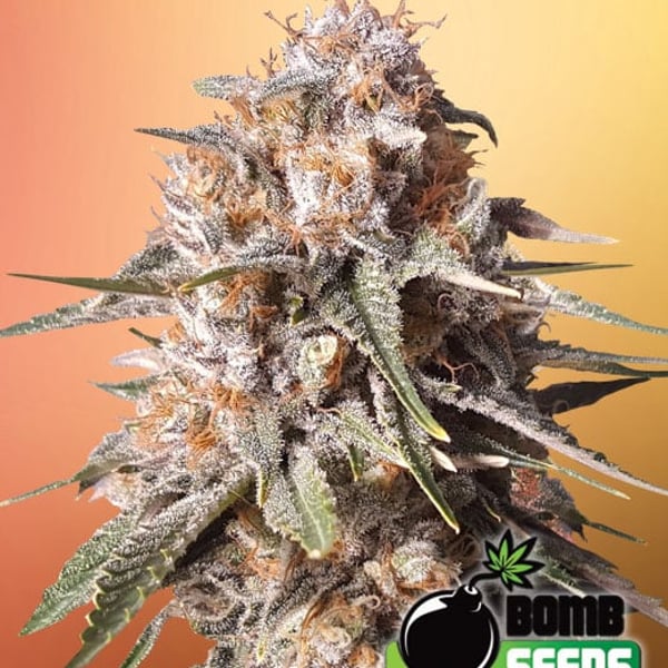BAKED BOMB AUTO Bomb Seeds cannabisfrø