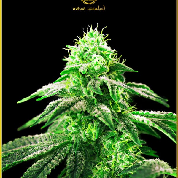 Hypnotic Anaconda Seeds cannabisfrø