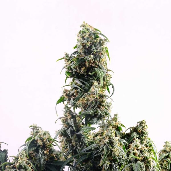 Cannabidivarina Auto (CBDV) Kannabia cannabisfrø skunkfrø