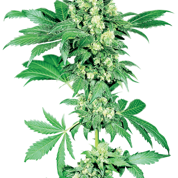 Sensi Seeds Cannabisfrø Afghan #1 feminiserede