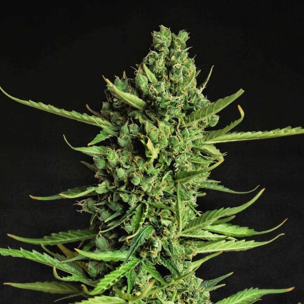 Devotchka Doctor's Choice cannabisfrø