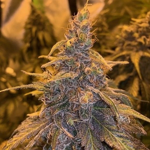 Hashplant Haze x Kali China Ace Seeds skunkfrø hashplante cannabisfrø