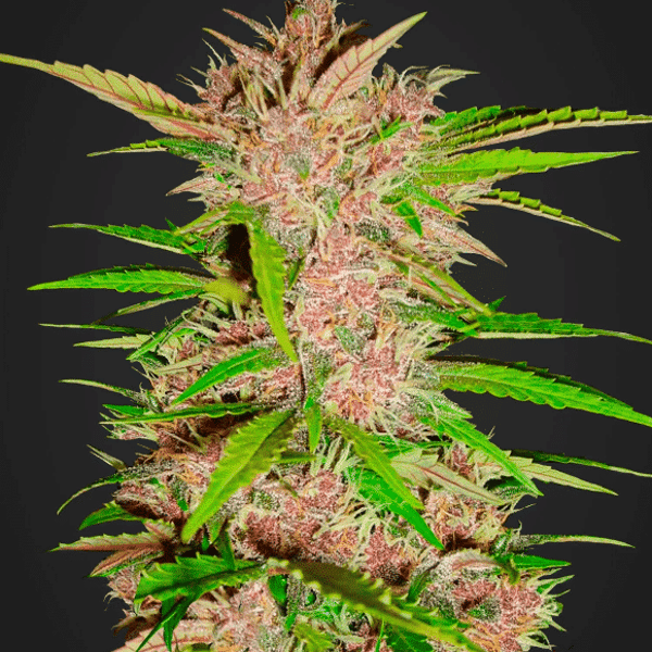 Auto Cannabisfrø Fastberry Fast Buds