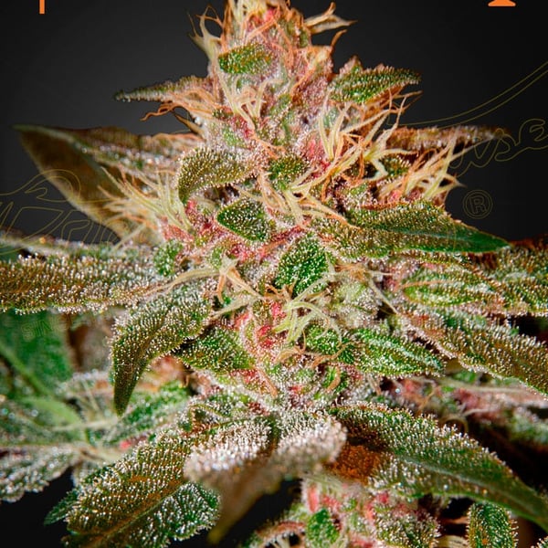 Pure Kush Green House Seed Company cannabisfrø