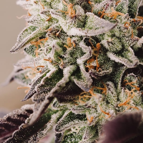 Vision Gelato Auto Vision Seeds cannabisfrø