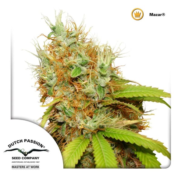 cannabisfrø-Mazar-Dutch-Passion