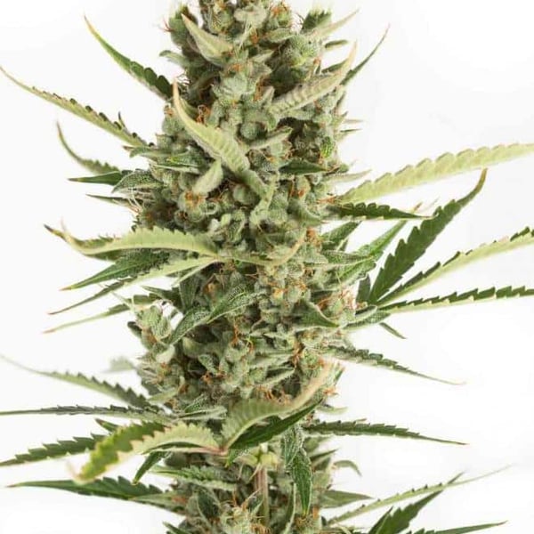 Cannabisfrø-xdinafem-amnesia-xxl-auto-_x.jpg.pag