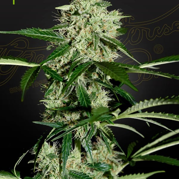Northern Lights Automatic Greenhouse Seed Company cannabisfrø