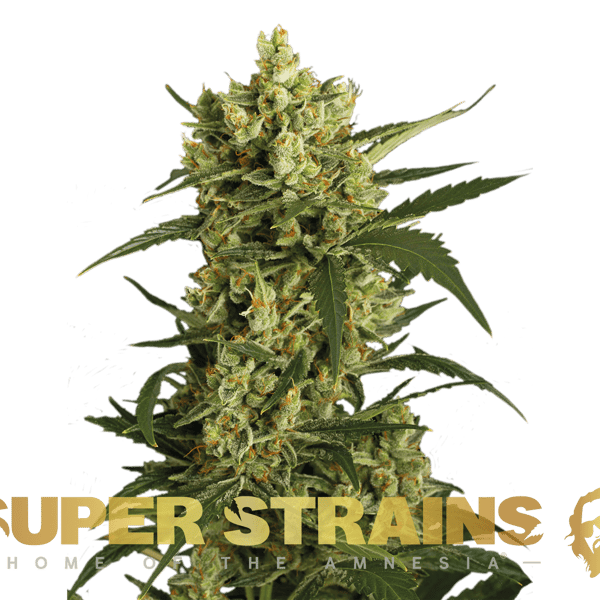Crackers Super Strains cannabisfrø