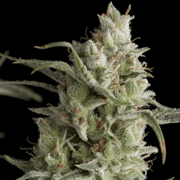 Super OG Kush Pyramid Seeds cannabisfrø