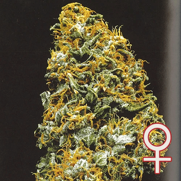 Cristal Paradise Head K.C. Brains Seeds cannabisfrø