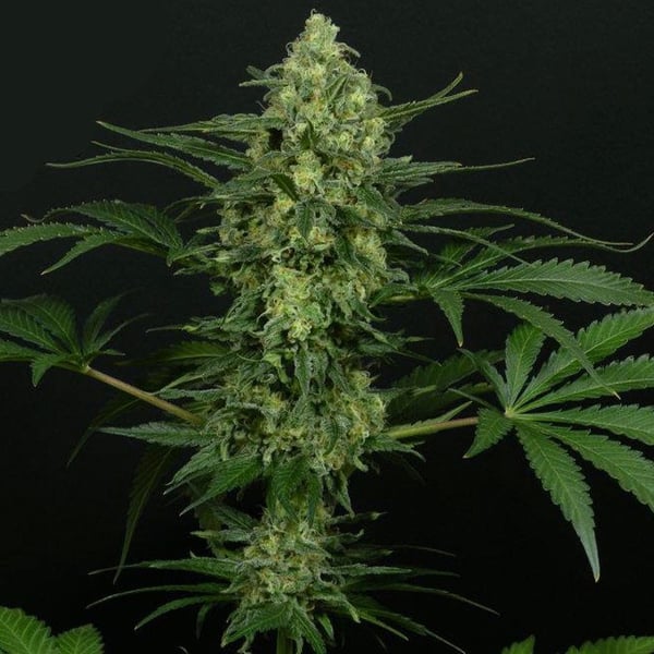 Criminal Ripper Seeds Cannabisfrø skunkfrø