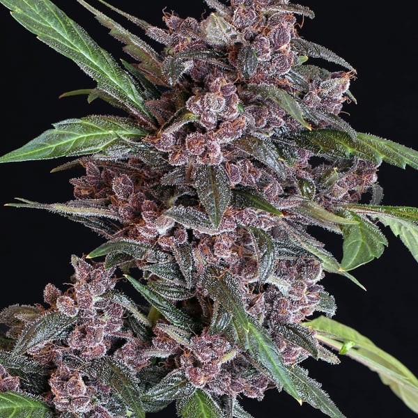 Black Lemon Auto Exotic Seed cannabisfrø