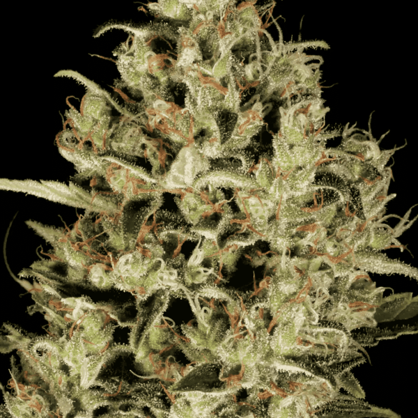 Delahaze Paradise Seeds (2)