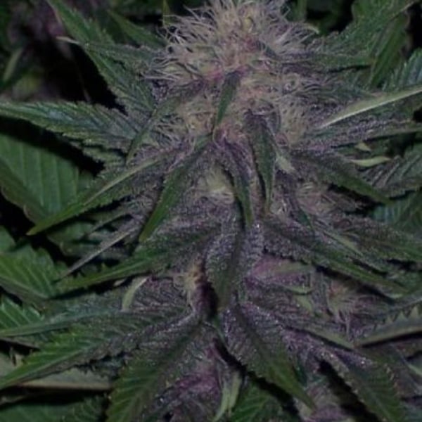 BC Original Blueberry BC Bud Depot cannabisfrø
