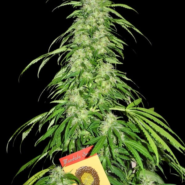 Speed Queen Mandala Seeds cannabisfroe