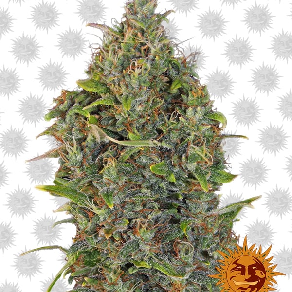 Critical-Kush-Auto