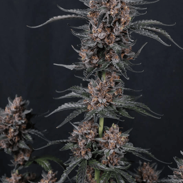 Mango Cherry Runtz Auto Fast Buds cannabis frø