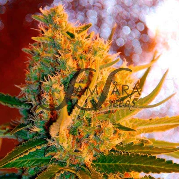 Shot Adrenaline Samsåra Seeds cannabis seeds