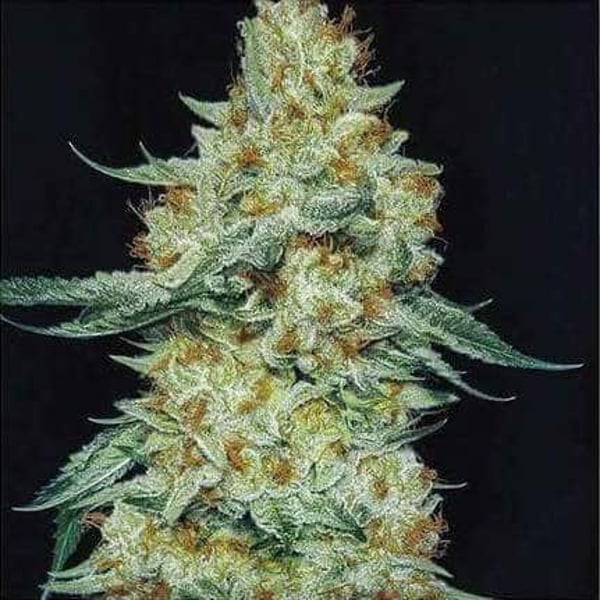 MEMBER BERRY RBX1 Ethos Genetics cannabis seeds