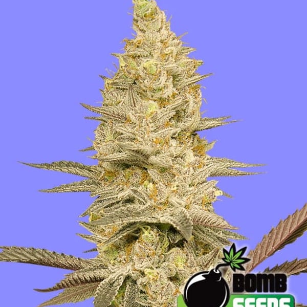 GLOOKIE BOMB Bomb Seeds cannabisfrø