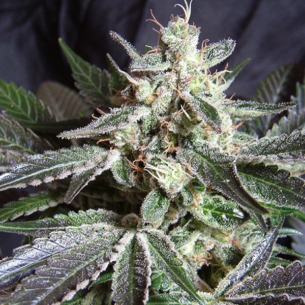 Black Jack cannabisfrø Sweet Seeds
