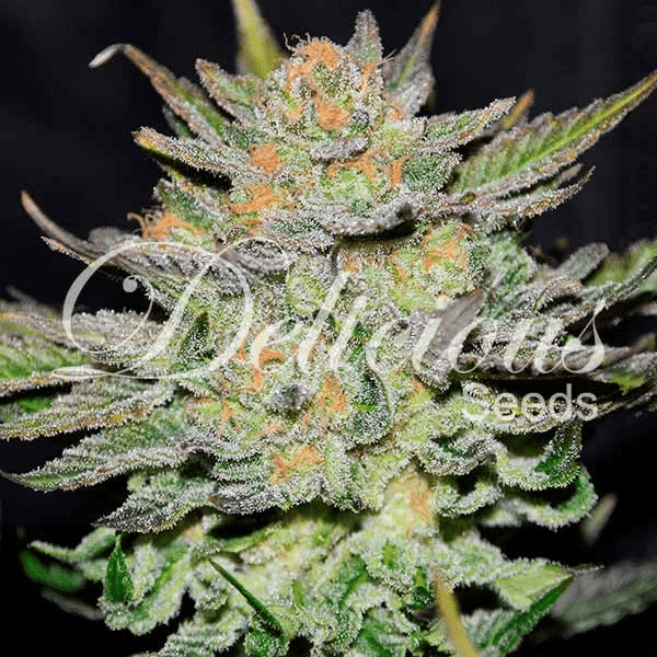 Auto Blue Ace CBD Delicious Seeds cannabisfrø