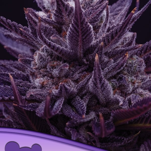 Imperium X Anesia Seeds cannabisfrø skunkfrø
