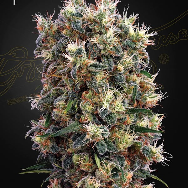 The Church Green House Seeds cannabisfrø