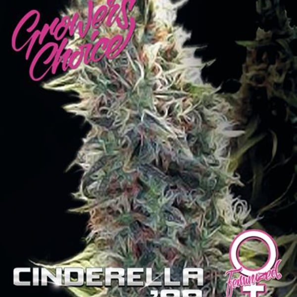 Cinderella 99