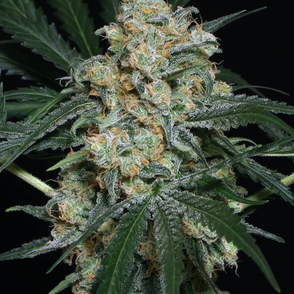 Zkittalicious Auto Exotic Seed cannabisfrø