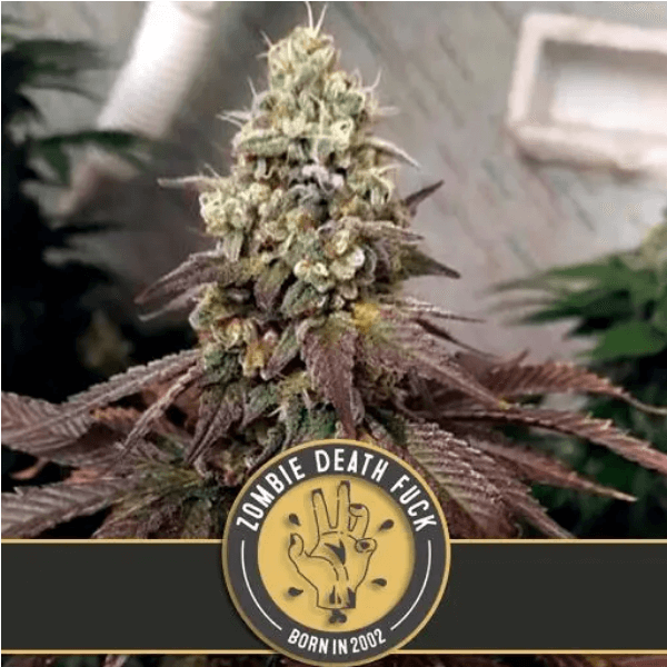 ZOMBIE DEATH FUCK Blimburn Seeds cannabisfrø