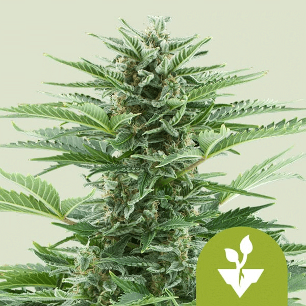 Easy Bud Royal Queen cannabisfrø skunkfrø