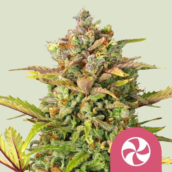 Sweet ZZ Royal Queen Cannabisfrø Skunkfrø